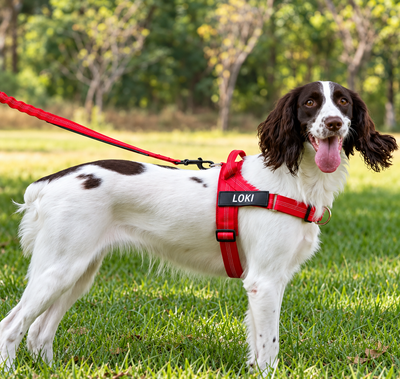 Personalised Lightweight Dog Harness with Name Patch