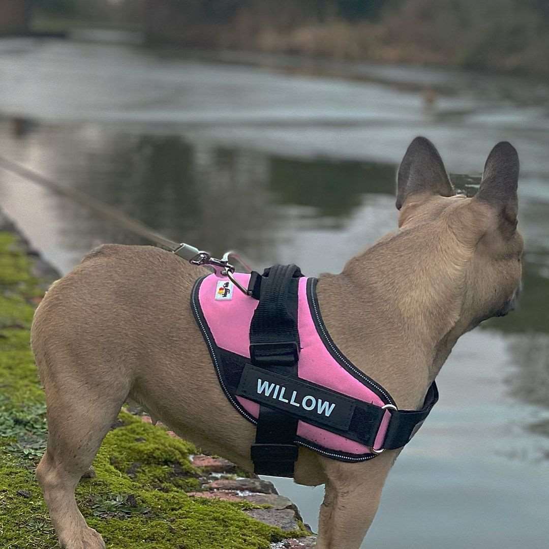 Dog harness orders personalised