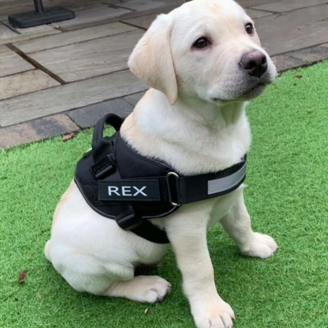 K9 unit hot sale harness