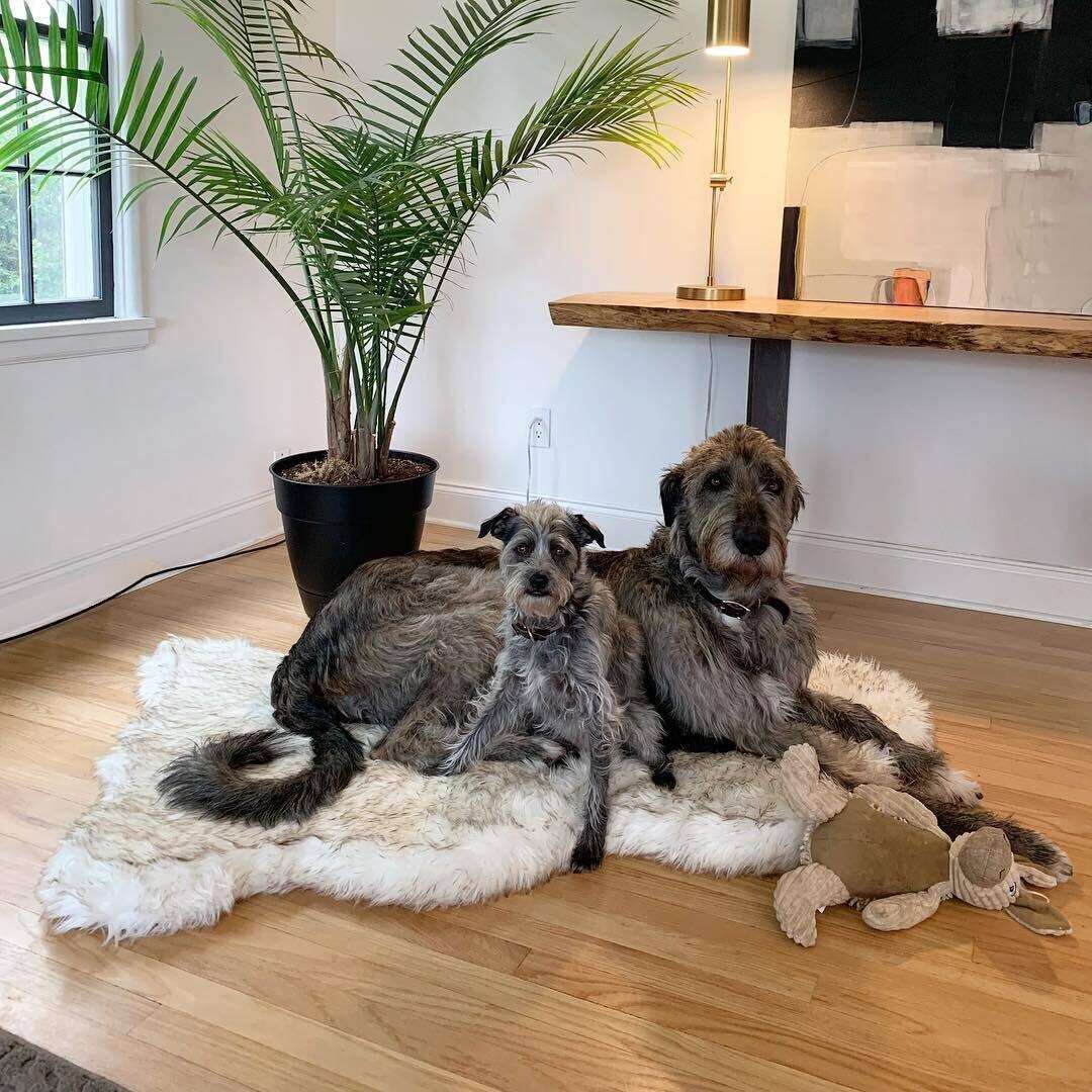 Faux Fur Memory Foam Dog Bed